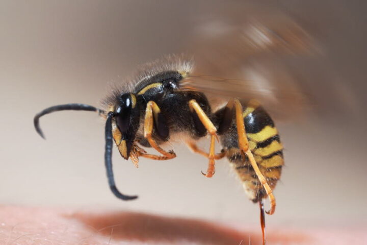 Les dangers des piqûres d'abeilles, guêpes et frelons : ce qu'il faut savoir pour votre sécurité