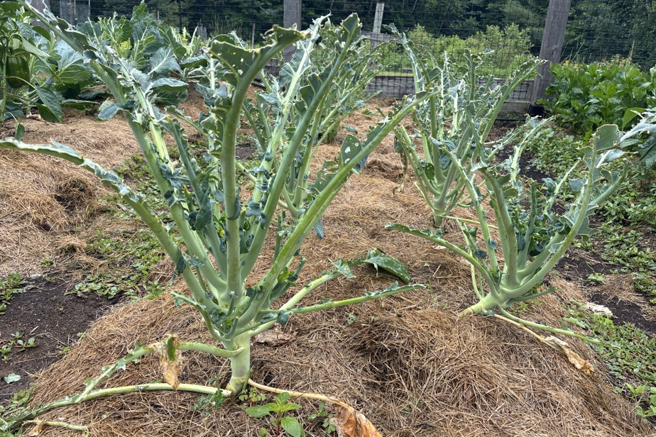 Les défis de l'autonomie alimentaire : aventures de Noémie Larouche et Ulysse Bergeron dans leur fermette