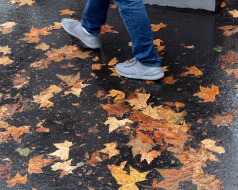 Les feuilles tombent à Paris : les arbres résistent à la sécheresse et aux canicules estivales