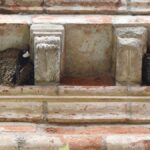 Les oiseaux urbains en détresse face à la canicule et à la sécheresse de l'été 2026