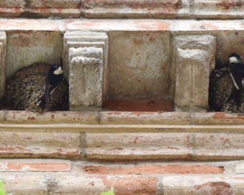 Les oiseaux urbains en détresse face à la canicule et à la sécheresse de l'été 2026