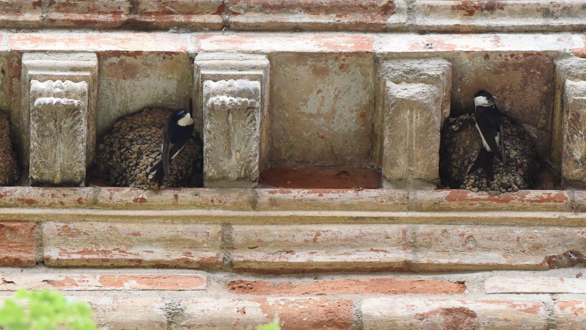 Les oiseaux urbains en détresse face à la canicule et à la sécheresse de l'été 2026