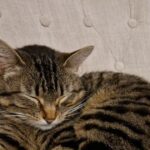 L'impact d'un chat sur l'asthme allergique chez l'enfant : une étude suédoise remet en question les recommandations d'éviction