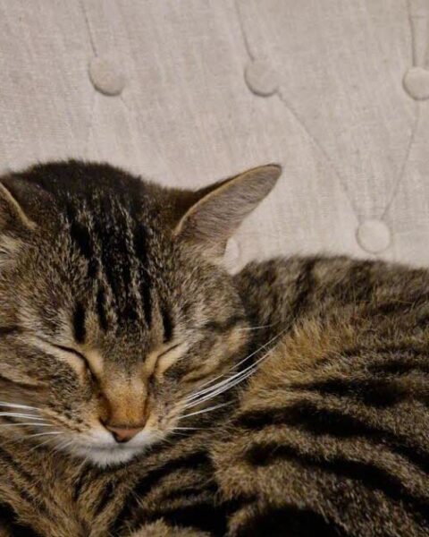 L'impact d'un chat sur l'asthme allergique chez l'enfant : une étude suédoise remet en question les recommandations d'éviction