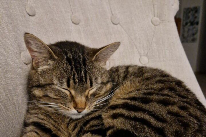 L'impact d'un chat sur l'asthme allergique chez l'enfant : une étude suédoise remet en question les recommandations d'éviction