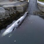 L'Islande expulse 21 militants anti-chasse à la baleine, dont trois Français
