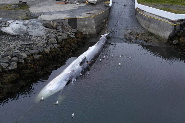 L'Islande expulse 21 militants anti-chasse à la baleine, dont trois Français