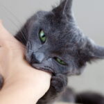 Morsures de chat en France : attention aux risques d'infection graves pour les victimes