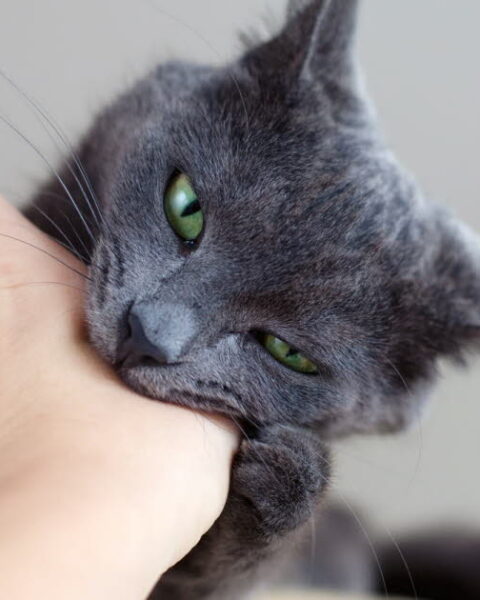 Morsures de chat en France : attention aux risques d'infection graves pour les victimes