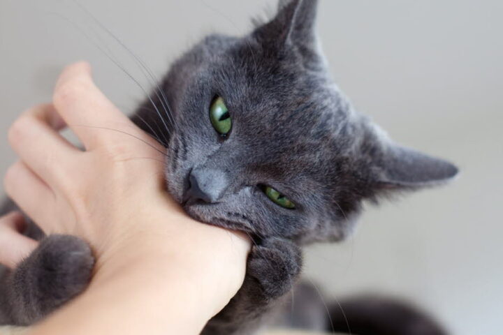 Morsures de chat en France : attention aux risques d'infection graves pour les victimes