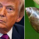 Opposition à la salle de bal de Donald Trump en Irlande en raison de préoccupations environnementales