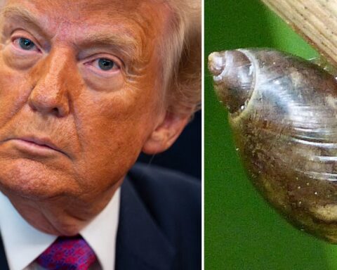Opposition à la salle de bal de Donald Trump en Irlande en raison de préoccupations environnementales