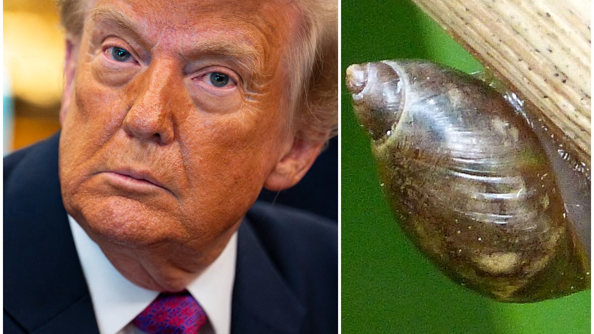Opposition à la salle de bal de Donald Trump en Irlande en raison de préoccupations environnementales