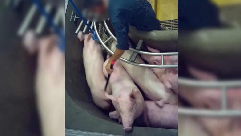 Perpignan : plainte de L214 pour mauvais traitements dans l'abattoir et demande d'une inspection urgente