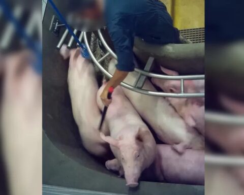Perpignan : plainte de L214 pour mauvais traitements dans l'abattoir et demande d'une inspection urgente
