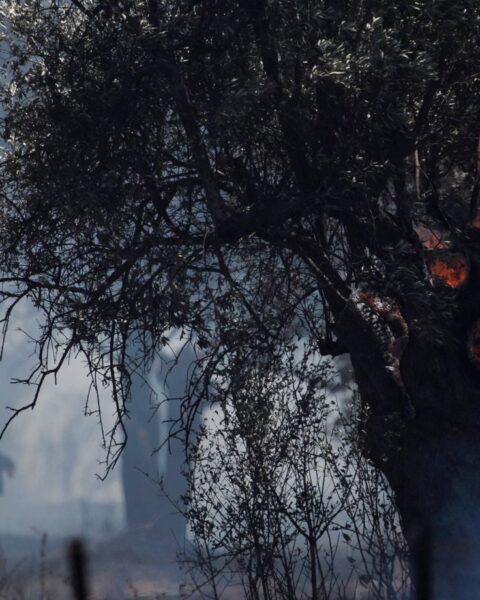 Près de 300 arrestations en Grèce liées aux incendies depuis le début de l’année