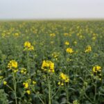 Prolifération inquiétante de punaises des champs en France sous l'effet des vagues de chaleur