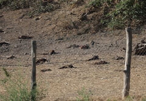 Scandale de maltraitance animale dans un élevage de faisans près de Lyon : des centaines de cadavres découverts