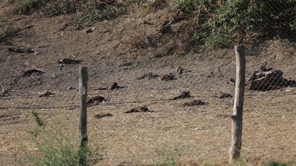 Scandale de maltraitance animale dans un élevage de faisans près de Lyon : des centaines de cadavres découverts