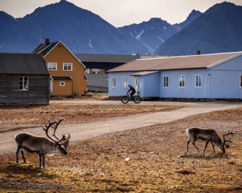 Treize rennes trouvés morts de manière inexpliquée au Svalbard, un événement préoccupant pour les autorités