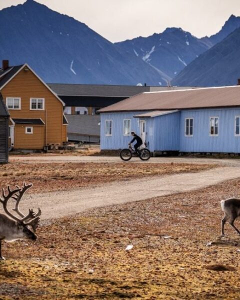 Treize rennes trouvés morts de manière inexpliquée au Svalbard, un événement préoccupant pour les autorités