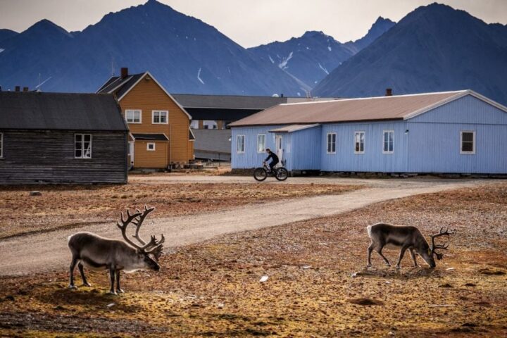 Treize rennes trouvés morts de manière inexpliquée au Svalbard, un événement préoccupant pour les autorités