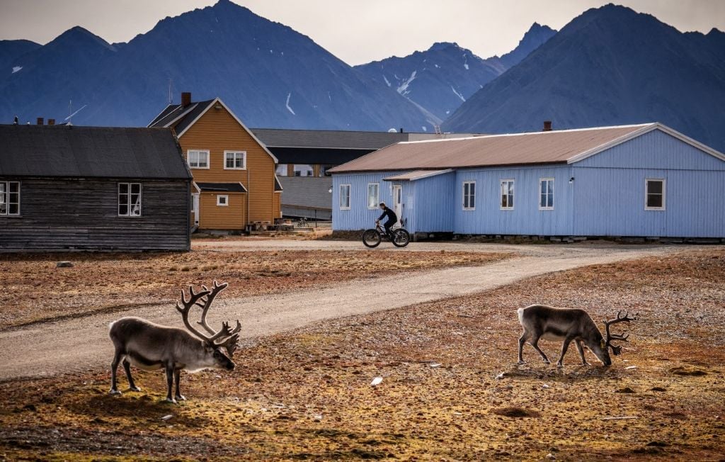 Treize rennes trouvés morts de manière inexpliquée au Svalbard, un événement préoccupant pour les autorités