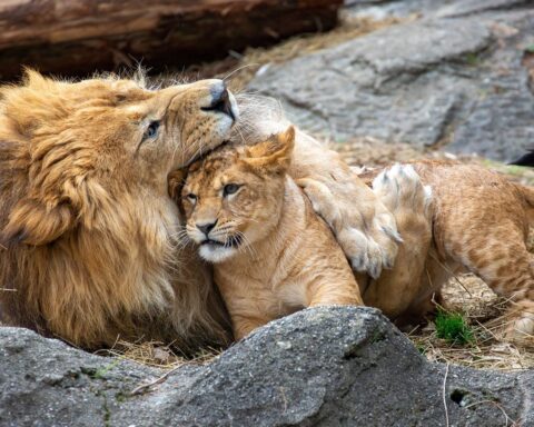 Trois lionnes meurent dans un zoo de Tokyo, probablement à cause de la chaleur extrême