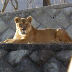 Trois lionnes meurent d'un coup de chaleur au zoo de Tokyo pendant une canicule intense