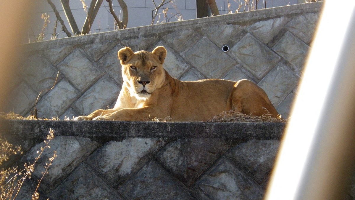 Trois lionnes meurent d'un coup de chaleur au zoo de Tokyo pendant une canicule intense
