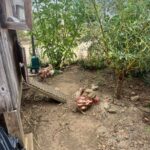 Trois poules sauvées de l'abattoir trouvent refuge dans une prison des Hautes-Pyrénées