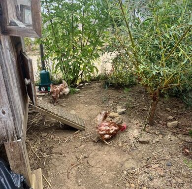 Trois poules sauvées de l'abattoir trouvent refuge dans une prison des Hautes-Pyrénées
