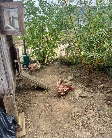 Trois poules sauvées de l'abattoir trouvent refuge dans une prison des Hautes-Pyrénées