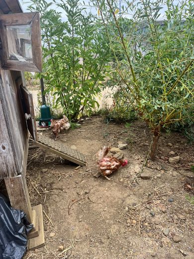 Trois poules sauvées de l'abattoir trouvent refuge dans une prison des Hautes-Pyrénées