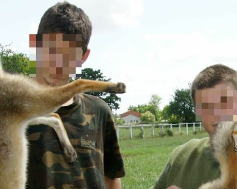 Un appel à la prudence pour une battue aux renards provoque une vague de haine contre un maire en Haute-Garonne