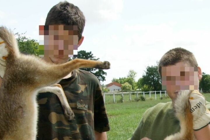 Un appel à la prudence pour une battue aux renards provoque une vague de haine contre un maire en Haute-Garonne