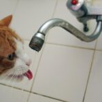 Un chat cause une inondation à Baden-Baden, une propriétaire alerte les secours grâce à sa caméra