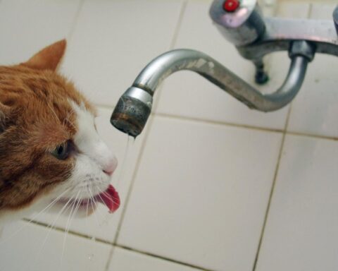 Un chat cause une inondation à Baden-Baden, une propriétaire alerte les secours grâce à sa caméra