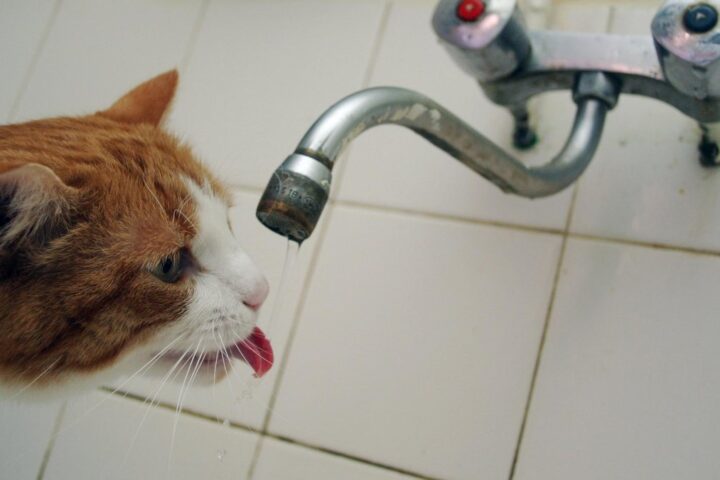 Un chat cause une inondation à Baden-Baden, une propriétaire alerte les secours grâce à sa caméra