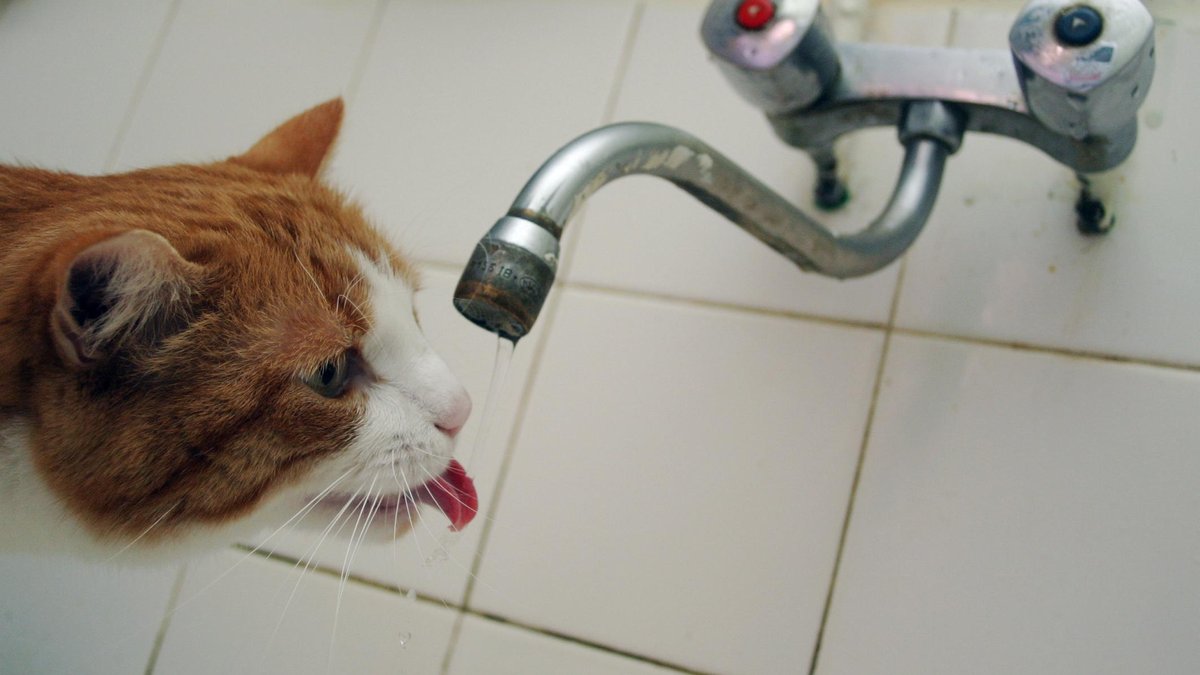 Un chat cause une inondation à Baden-Baden, une propriétaire alerte les secours grâce à sa caméra