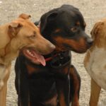 Un cycliste grièvement blessé par des chiens errants à Lussac-les-Châteaux, deux animaux retrouvés morts