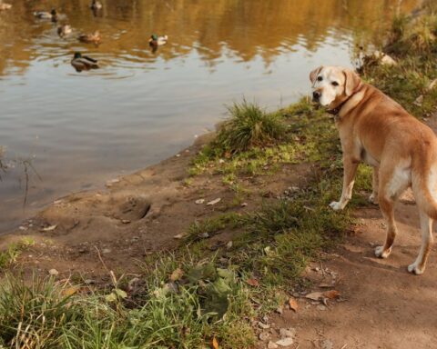 Un golden retriever retrouve joie de vivre grâce à un canard adoptif à New York