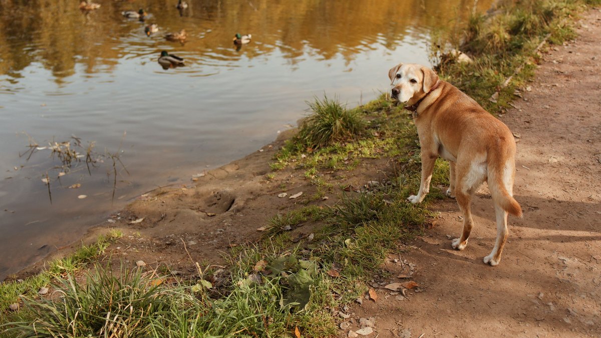 Un golden retriever retrouve joie de vivre grâce à un canard adoptif à New York