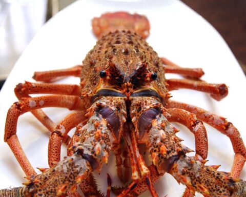 Un homme achète une langouste pour 300 euros afin de la libérer à Roquebrune-Cap-Martin