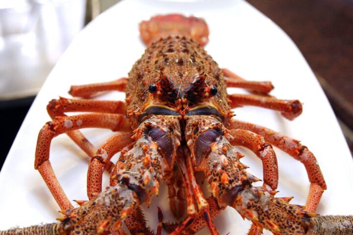 Un homme achète une langouste pour 300 euros afin de la libérer à Roquebrune-Cap-Martin