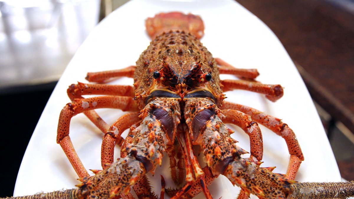 Un homme achète une langouste pour 300 euros afin de la libérer à Roquebrune-Cap-Martin