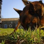 Un homme de 43 ans tente de voler une trottinette à Agen et se fait mordre par un chien malinois