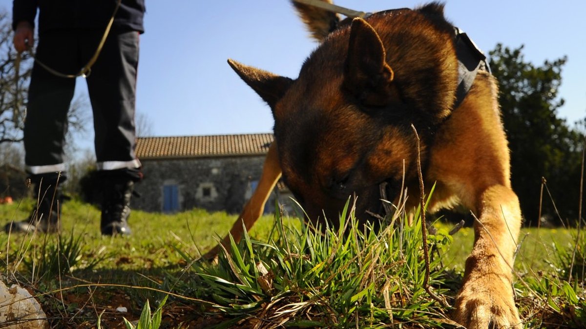 Un homme de 43 ans tente de voler une trottinette à Agen et se fait mordre par un chien malinois
