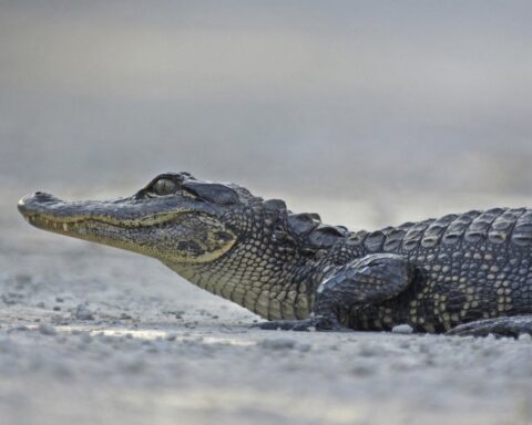 Un homme sauve une femme attaquée par un alligator de trois mètres en Floride