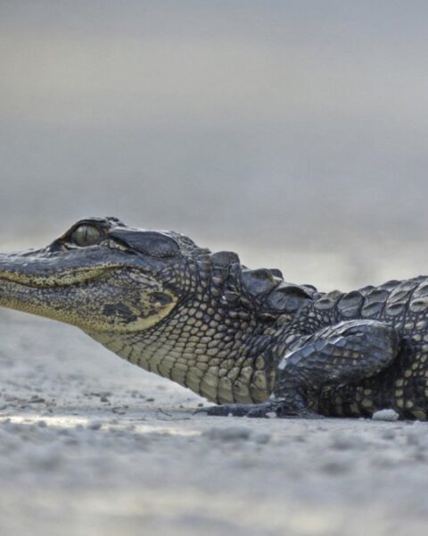 Un homme sauve une femme attaquée par un alligator de trois mètres en Floride